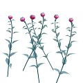 Beautiful Decorative Plants With Pink Buds Green Stems And Fresh Green Leaves