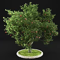 Lush Fruit Tree With Red Fruits Green Leaves Thick Trunk And Green Grass
