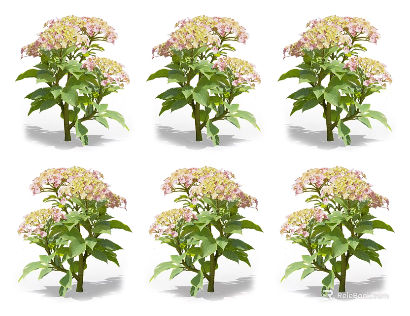 Six Potted Hydrangea Plants With Pink And White Blooms And Green Leaves 3d model 