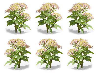 Six Potted Hydrangea Plants With Pink And White Blooms And Green Leaves 3d model