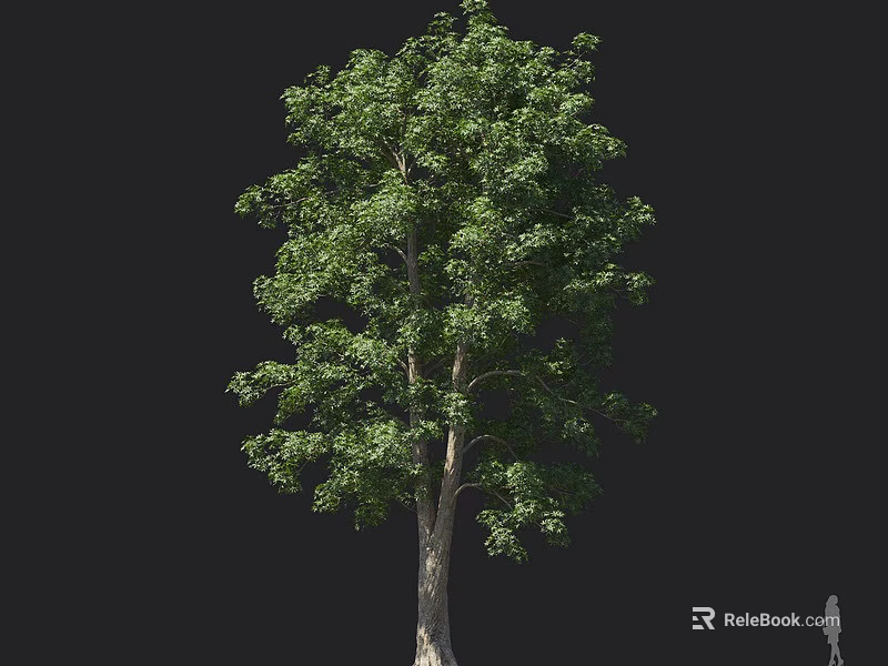 Tall Arbor with Lush Green Leaves and Wooden Trunk Isolated on Black Background 3d model 