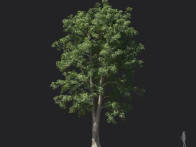 Tall Arbor with Lush Green Leaves and Wooden Trunk Isolated on Black Background 3d model