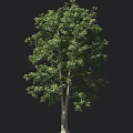 Tall Arbor with Lush Green Leaves and Wooden Trunk Isolated on Black Background
