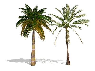 Modern Palm Tree Landscape Plant Coconut Tree model