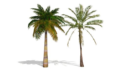 Modern Palm Tree Landscape Plant Coconut Tree 3d model