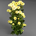 Vibrant Yellow Flowers With Green Leaves And Dark Centers Fresh Bouquet