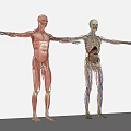 Modern Human Body Medical Body Structure Profile Naked Degree Muscle Human Body Profile Human Acupoint Muscle 3d model