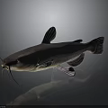3D Rendered Catfish With Pink Fins And Whiskers On Dark Background Reflection