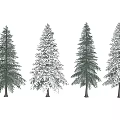 Green and Snow Covered Pine Trees in Natural Winter Outdoor Setting