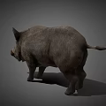 Realistic Standing Wild Boar With Gray Fur Sharp Tusks And Detailed Features
