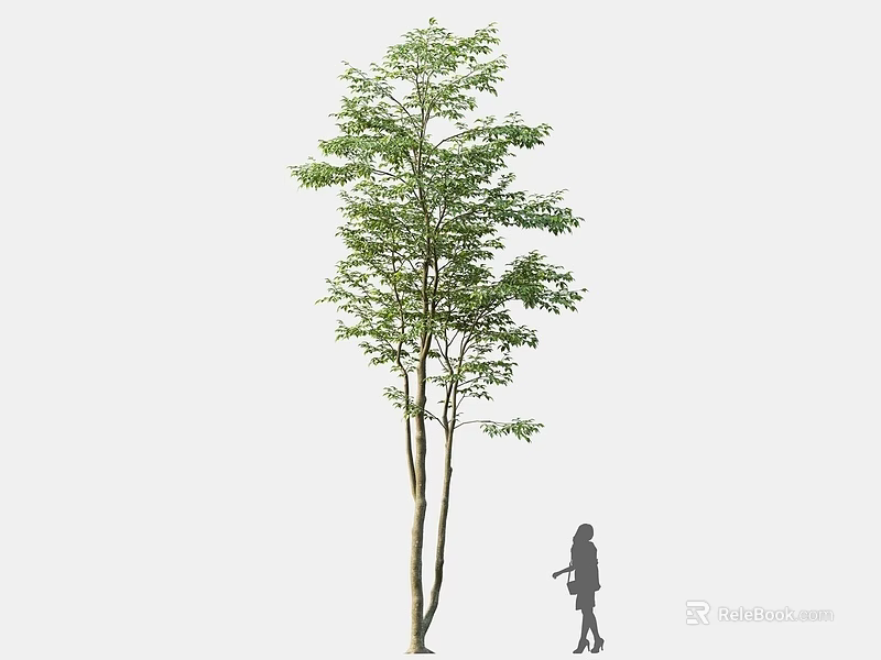 Tall Arbor With Lush Green Foliage And Person Silhouette Standing Beside 3d model 