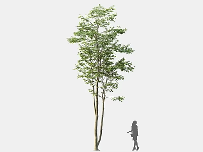 Tall Arbor With Lush Green Foliage And Person Silhouette Standing Beside 3d model