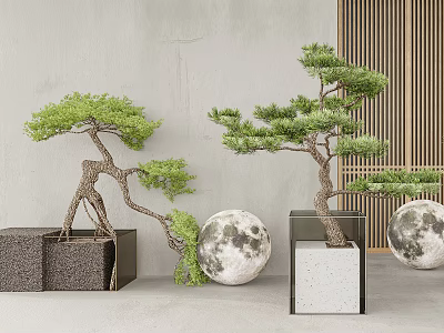 Bonsai Trees In Square Planters With Moon Decorations Gray Wall And Wooden Slats 3d model