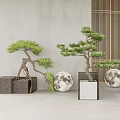 Bonsai Trees In Square Planters With Moon Decorations Gray Wall And Wooden Slats