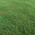 Various Types of Green Natural Grass Lawn Textures for Garden Landscaping