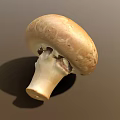 Fresh Brown Mushroom with Smooth Cap and White Stem Isolated on Neutral Background