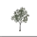 Single Arbor With Green Leaves Brown Trunk And Natural Appearance
