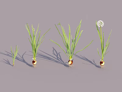 Showcase of Onion Plants in Various Growth Stages from Seedlings to Flowering 3d model