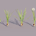 Showcase of Onion Plants in Various Growth Stages from Seedlings to Flowering