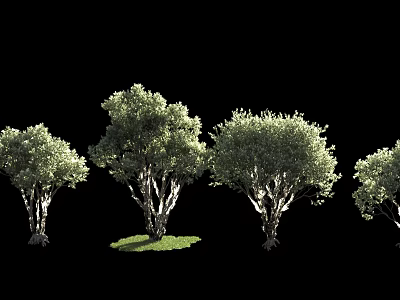 Several Arbor Trees With Lush Green Foliage And Different Trunk Shapes Isolated On Black Background 3d model