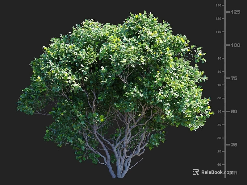 Lush Green Arbor With Multiple Branches And Height Measurement In Cm 3d model