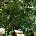 Living Plant Wall with Lush Vines Colorful Flowers Palms Logs and Pebbles Under Blue Sky