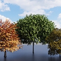 Big Trees Landscape Trees Tall Trees Landscape Trees Red Leaf Trees Green Leaf Trees Garden Trees 3d model