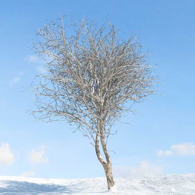 Bare Deciduous Tree With White Trunk Against Blue Sky And Clouds 3d model 