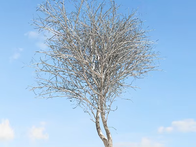 Bare Deciduous Tree With White Trunk Against Blue Sky And Clouds 3d model