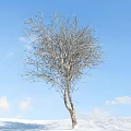 Bare Deciduous Tree With White Trunk Against Blue Sky And Clouds