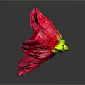 Vibrant Red Flower With Ruffled Petals On Dark Background And Shiny Reflection