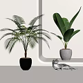 Indoor Potted Plants with Tropical Palm Large Banana Leaves in Black Gray Pots Near Cat