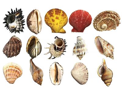 Various Aquatic Animal Seashells With Diverse Colors Shapes And Textures Displayed 3d model