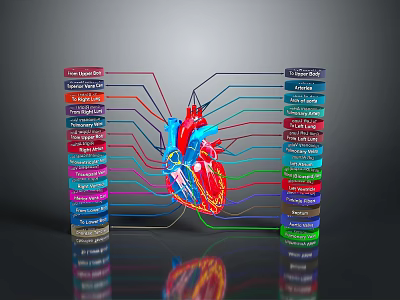 3D Anatomical Illustration of Thoracic Organs with Heart and Labeled Blood Vessels 3d model
