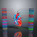 3D Anatomical Illustration of Thoracic Organs with Heart and Labeled Blood Vessels