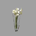 Elegant White Calla Lilies Arranged In Transparent Glass Vase For Home Decor