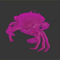 Orange and brown crab with purple claws isolated on dark background with reflection