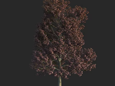 Ornamental Arbor With Vibrant Purple Foliage And Dense Branch Structure 3d model