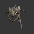 Detailed Whale Skeleton Showing Organ Structure Isolated on Dark Background