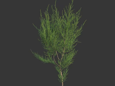 Green Bush with Dense Foliage and Slender Branches in Natural Growth 3d model