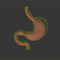 3D Rendered Red Stomach Model With Detailed Textured Surface And Anatomical Structure