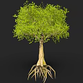 Tall Tree With Exposed Roots And Lush Green Leaves In Natural Scene