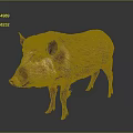 Wild Boar With Thick Brown Fur Standing On Dark Gray Background