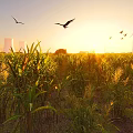 Scenic Sunset Landscape With Cornfield Birds Flying Cooling Towers And Wind Turbines