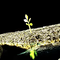 Small Green Seedling Growing On Rough Ground With Water Reflection Against Black Background 3d model