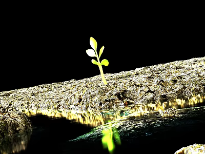 Small Green Seedling Growing On Rough Ground With Water Reflection Against Black Background 3d model