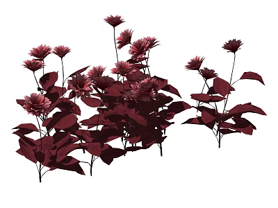 Red Garden Flowers With Dark Red Leaves And Blooming Petals In Natural Setting 3d model