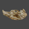 Detailed Animal Skull Anatomical Structure With Natural Bone Texture And Features 3d model