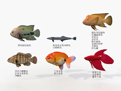 Colorful Tropical Freshwater Aquatic Animals Including Oscar Fish Goldfish Redtail Catfish And Blood Parrot Fish 3d model