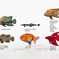 Colorful Tropical Freshwater Aquatic Animals Including Oscar Fish Goldfish Redtail Catfish And Blood Parrot Fish